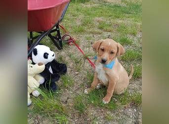 Loki, erst 6 Wochen auf der Welt, sucht er sein Glück