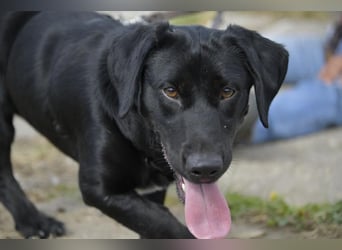 Cooper. der II. Riesenbaby und Tollpatsch sucht seinen Happyplaces