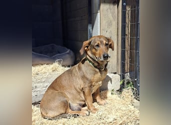 Loki, erst 6 Wochen auf der Welt, sucht er sein Glück