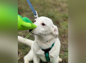 Dior, lieber kleiner Freund sucht Euch zum spielen