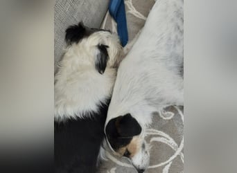 Lexie & Lotta, ein Dreamteam in gute Hände abzugeben