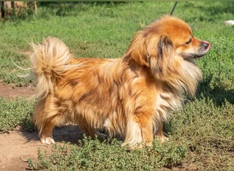 Pukkancs, kleiner Pekinesen Mix sucht ein liebes Zuhause Pukkancs, kleiner Pekinesen Mix sucht ein liebes Zuhause