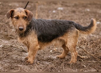 Kòpè, ein kleines Herz auf vier Pfoten mit einer großen Portion Liebe