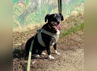 Szerenke, liebe ruhige Hündin sucht ein liebevolles Zuhause