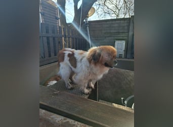 Cukker, ist auch mit einem Auge hellwach