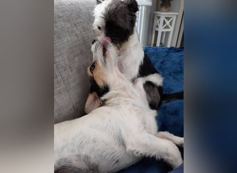 Lexie & Lotta, ein Dreamteam in gute Hände abzugeben