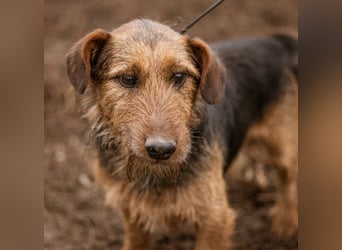 Kòpè, ein kleines Herz auf vier Pfoten mit einer großen Portion Liebe