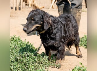 Tina, kleine Dackel-Mischlingshündin sucht ein liebevolles Zuhause Tina, kleine Dackel-Mischlingshündin sucht ein liebevolles Zuhause