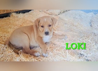 Loki, erst 6 Wochen auf der Welt, sucht er sein Glück