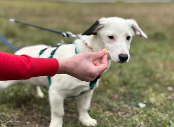 Dior, lieber kleiner Freund sucht Euch zum spielen