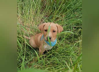 Loki, erst 6 Wochen auf der Welt, sucht er sein Glück