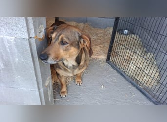 Lisa, Mutter mit ihren 4 Welpen im Tierheim gelandet