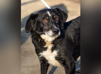 Szerenke, liebe ruhige Hündin sucht ein liebevolles Zuhause