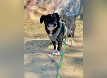 Szerenke, liebe ruhige Hündin sucht ein liebevolles Zuhause