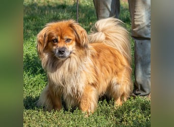 Pukkancs, kleiner Pekinesen Mix sucht ein liebes Zuhause Pukkancs, kleiner Pekinesen Mix sucht ein liebes Zuhause