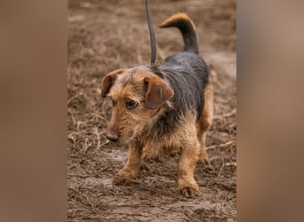 Kòpè, ein kleines Herz auf vier Pfoten mit einer großen Portion Liebe