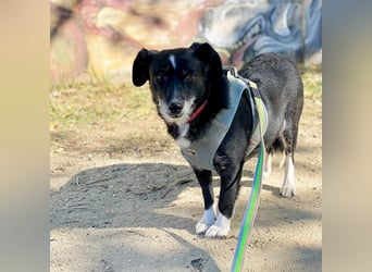 Szerenke, liebe ruhige Hündin sucht ein liebevolles Zuhause