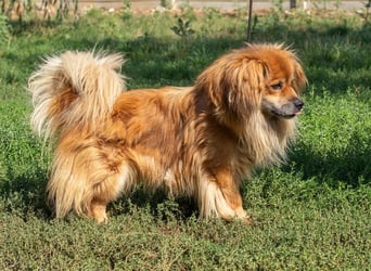 Pukkancs, kleiner Pekinesen Mix sucht ein liebes Zuhause Pukkancs, kleiner Pekinesen Mix sucht ein liebes Zuhause