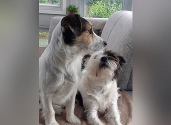 Lexie & Lotta, ein Dreamteam in gute Hände abzugeben