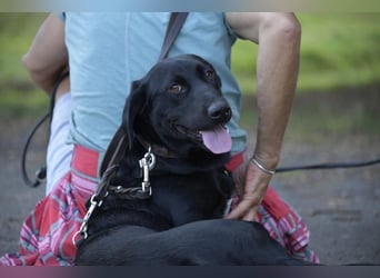 Cooper. der II. Riesenbaby und Tollpatsch sucht seinen Happyplaces