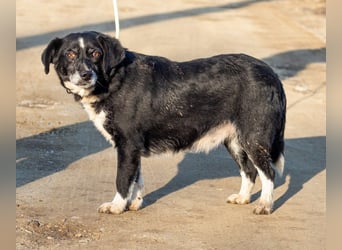 Szerenke, liebe ruhige Hündin sucht ein liebevolles Zuhause