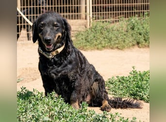 Tina, kleine Dackel-Mischlingshündin sucht ein liebevolles Zuhause Tina, kleine Dackel-Mischlingshündin sucht ein liebevolles Zuhause