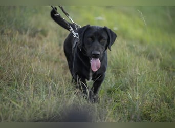 Cooper. der II. Riesenbaby und Tollpatsch sucht seinen Happyplaces