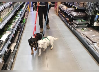 Dior, lieber kleiner Freund sucht Euch zum spielen