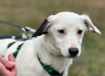 Dior, lieber kleiner Freund sucht Euch zum spielen