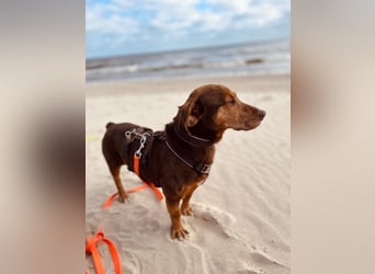 BRACCO - auf Pflegestelle in Schleswig-Holstein