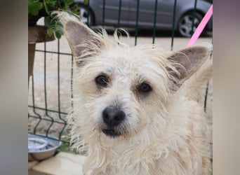 BENJI sucht sein Traumkörbchen