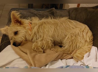 BENJI sucht sein Traumkörbchen