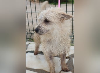 BENJI sucht sein Traumkörbchen