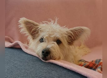 BENJI sucht sein Traumkörbchen