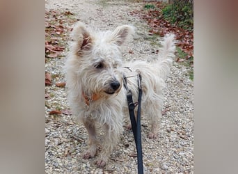 BENJI sucht sein Traumkörbchen