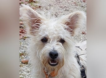 BENJI sucht sein Traumkörbchen