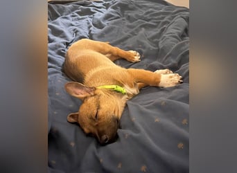 Zuckerschock Popcorn will eine liebe Familie