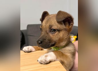 Zuckerschock Popcorn will eine liebe Familie