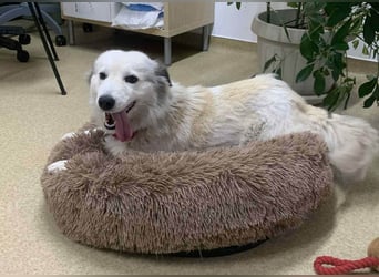 Zuckersüße Alis sucht ihre Schmusemenschen