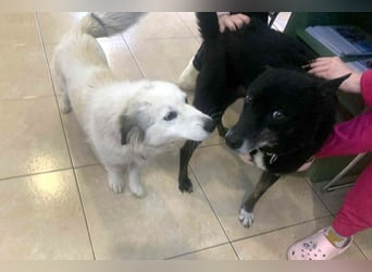 Zuckersüße Alis sucht ihre Schmusemenschen