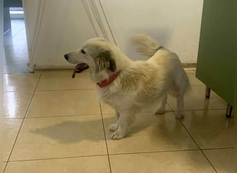 Zuckersüße Alis sucht ihre Schmusemenschen