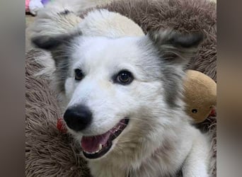 Zuckersüße Alis sucht ihre Schmusemenschen