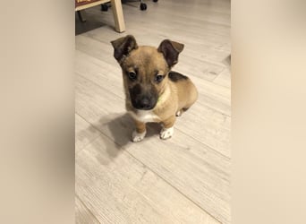 Zuckerschock Popcorn will eine liebe Familie