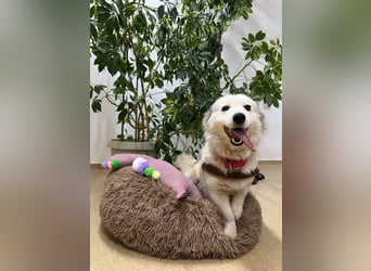 Zuckersüße Alis sucht ihre Schmusemenschen