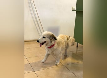 Zuckersüße Alis sucht ihre Schmusemenschen