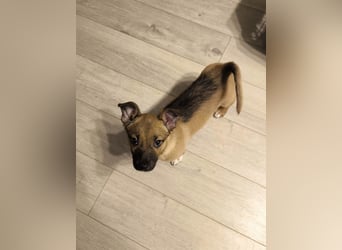 Zuckerschock Popcorn will eine liebe Familie