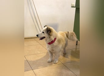 Zuckersüße Alis sucht ihre Schmusemenschen