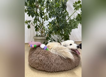 Zuckersüße Alis sucht ihre Schmusemenschen