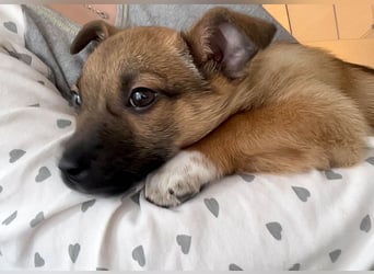 Zuckerschock Popcorn will eine liebe Familie