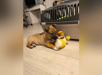 Zuckerschock Popcorn will eine liebe Familie